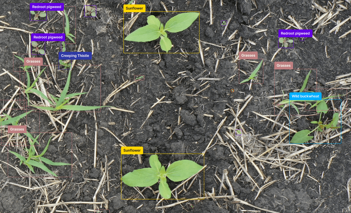 Crop and weed recognition results