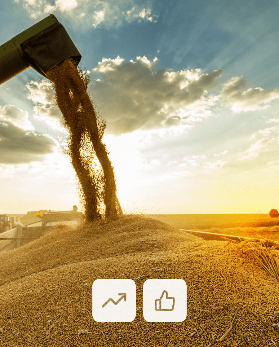 grain harvest